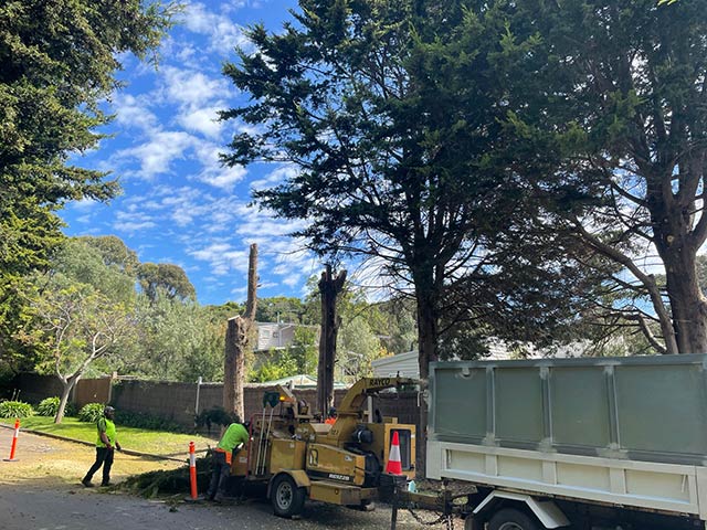 Local Tree Removal