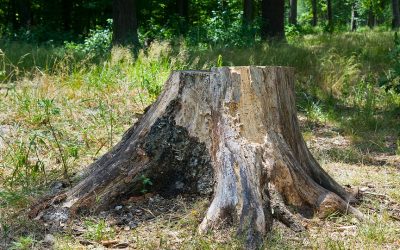 What is Deadwooding? Advantages of Dead Wood Removal