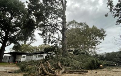 Arborist Tips for Storm-Proofing Your Trees in Mornington