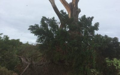 Arborist Insights: Common Tree Diseases in Mornington Peninsula