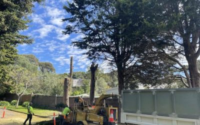 Navigating Council Regulations on Tree Removal in Mornington Peninsula