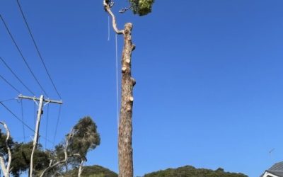 The Real Cost of DIY Tree Removal vs. Hiring a Professional