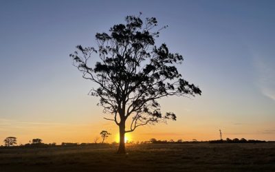 The Essential Guide to Tree Removal in the Mornington Peninsula