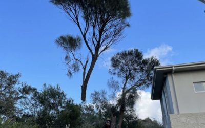 The Role of Technology in Modern Tree Removal Practices