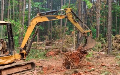 Safety First: Why Professional Stump Removal Matters