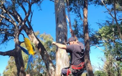 Why Every Mornington Homeowner Needs a Reliable Arborist