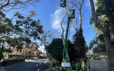 Exploring the Different Techniques in Tree Lopping