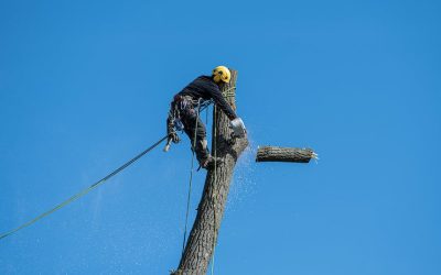 What is an Arborist and What Do They Do?