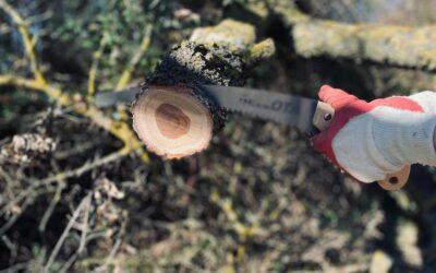 What is the Difference Between Tree Lopping and Tree Pruning?