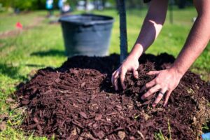 Benefits of Mulch