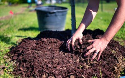The Benefits of Mulch: Choosing the Best Mulch for Your Garden