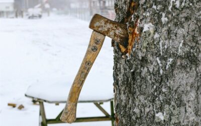 Common Arborist Equipment & Tools: An Overview of the Essentials