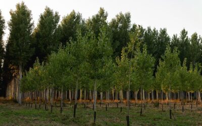 How Much Water For Trees? Newly Planted & Established