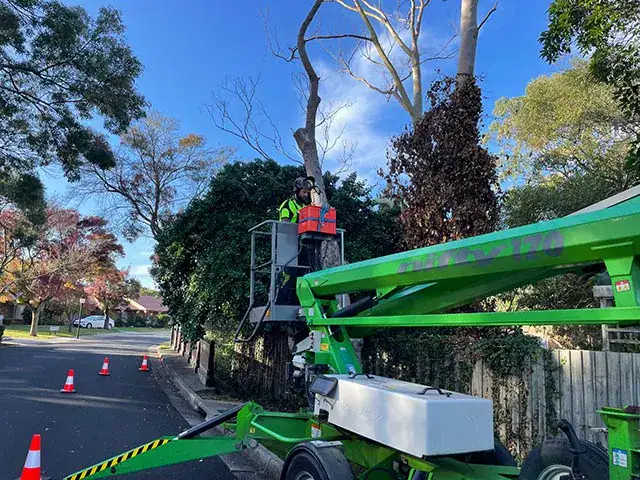 Hedge pruning Mornington Peninsula