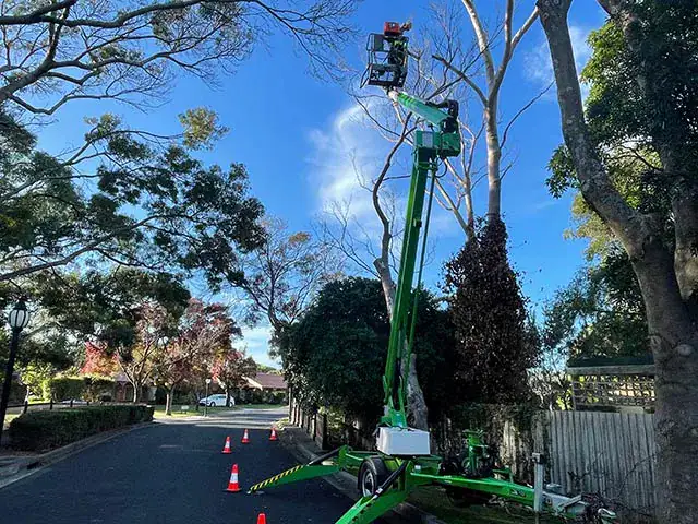 Tree Lopping Mornington Peninsula