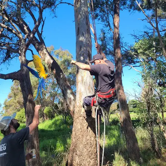 Tree removal company Mornington Peninsula