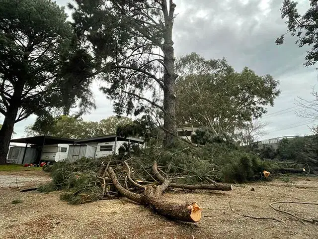 Tree removal company near Mornington Peninsula