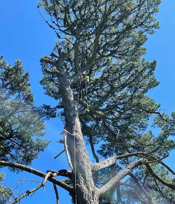 Tree removal service Mornington Peninsula