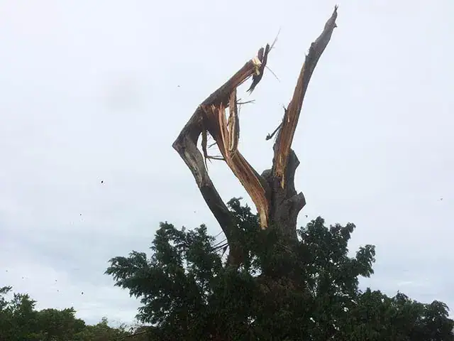 Tree removal service near Mornington Peninsula