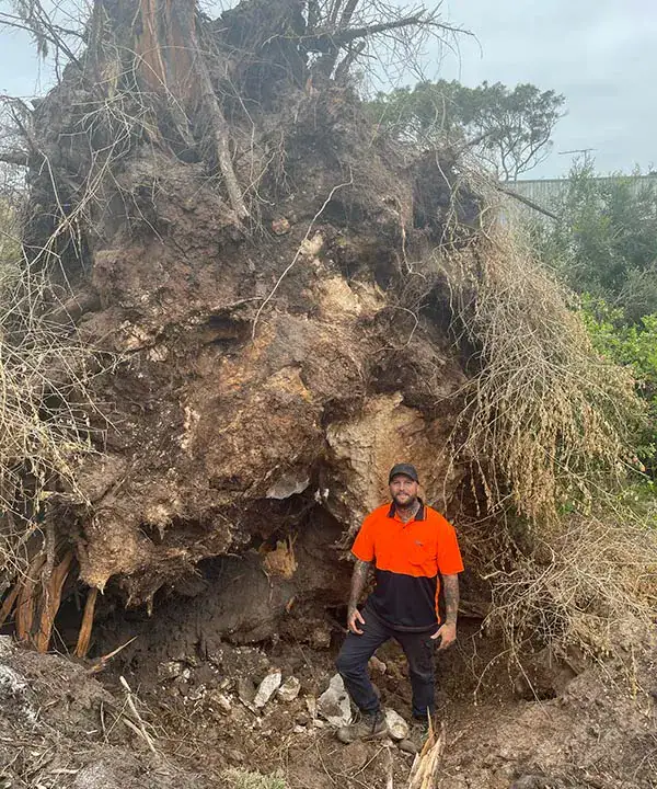 Tree stump grinding near Mornington Peninsula