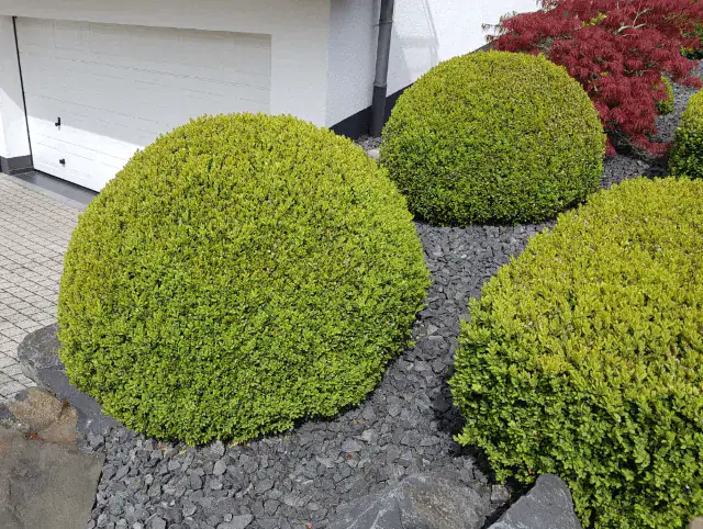 Hedge Shaping Mornington Peninsula