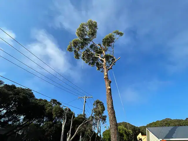 Mornington Peninsula Tree removal near you
