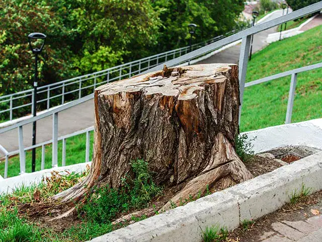 Tree stump removal Mornington Peninsula