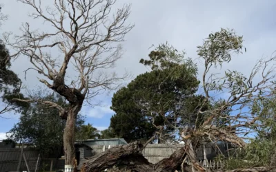 8 Warning Signs a Tree Needs to be Removed