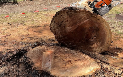 Tree Removal Cost on the Mornington Peninsula in 2026