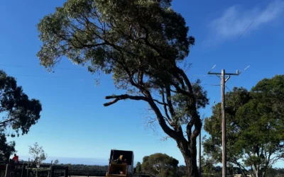 Can You Remove a Tree Close to a House, Fence or Driveway?