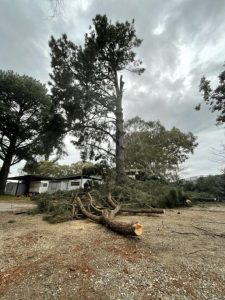 Arborist tips for storm proofing trees