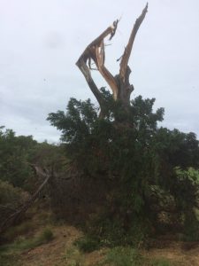 Common tree diseases in Mornington peninsula