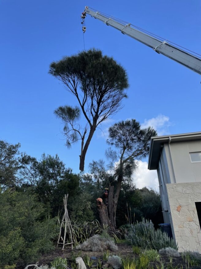 Technology For Modern Tree Removal Uppercut Tree Services