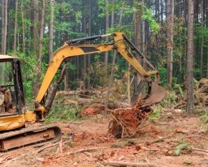Professional stump removal